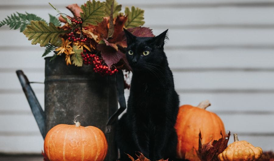 Halloween Effect