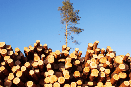 What is greenwashing