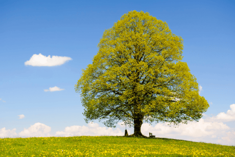 Single Beech Tree