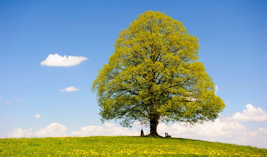 Single Beech Tree