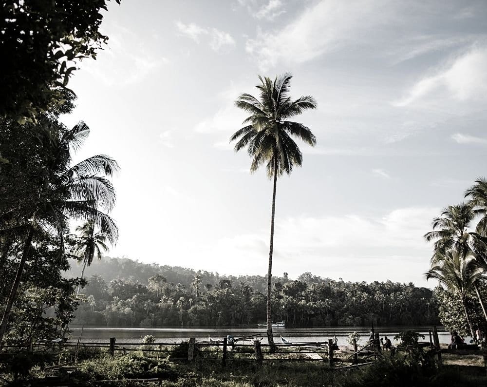 WHY WE DECIDED TO PLANT TWO THOUSAND TREES WITH veritree